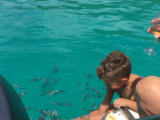 Fish feeding excursion. Roseharrycove,Seychelles.